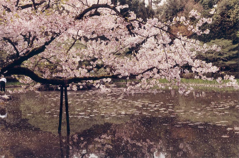 blossom tree